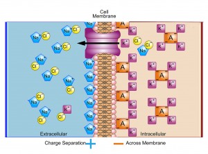 1-8膜电位成像 Membrane