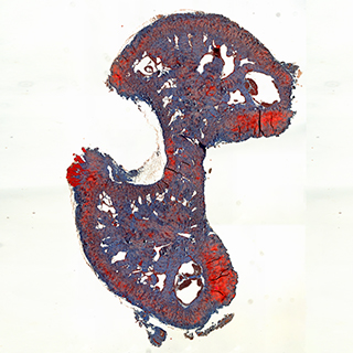 生物显微镜 - 活体缝合小鼠阴茎