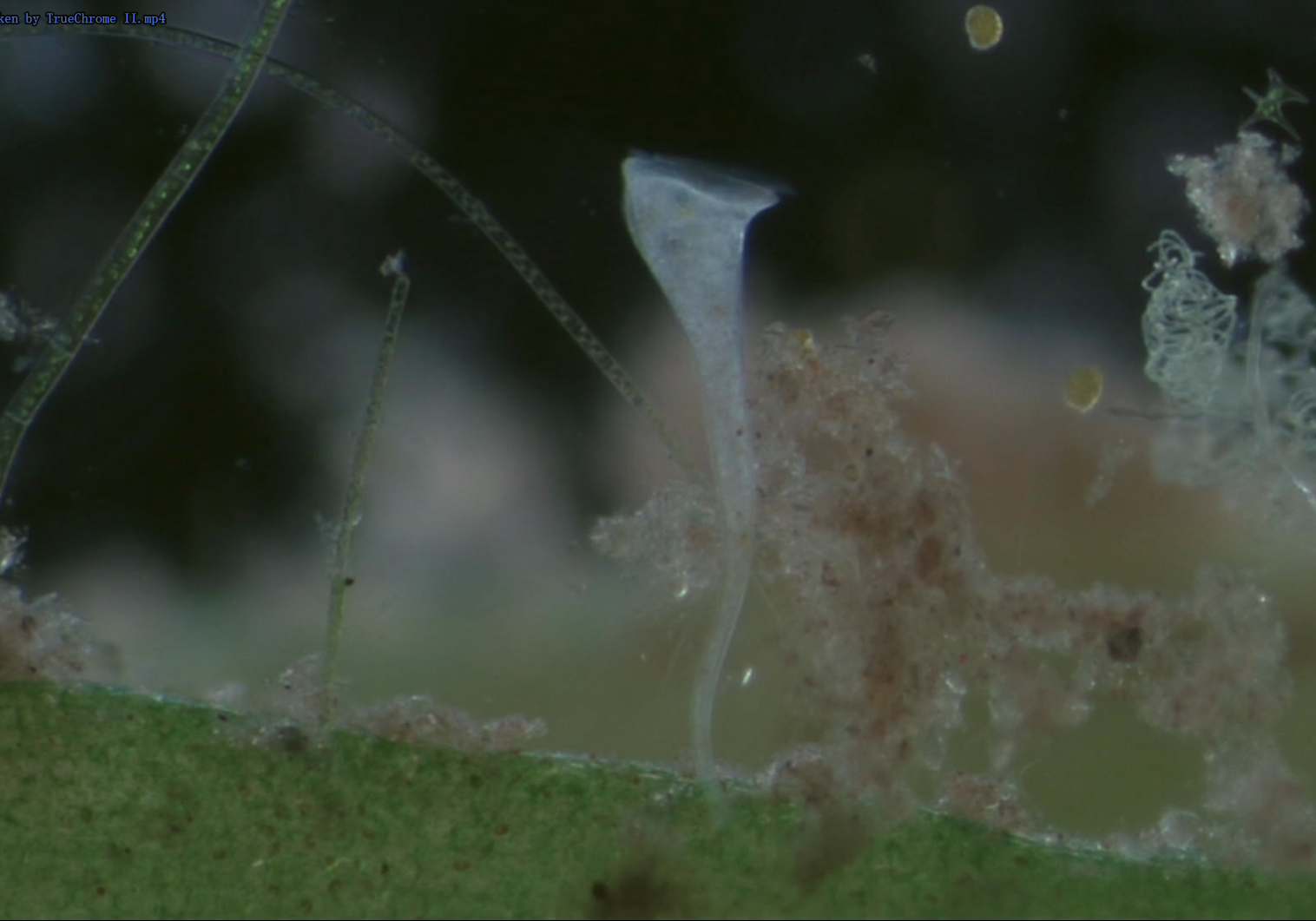 Truechrome II 拍摄浮游生物图像