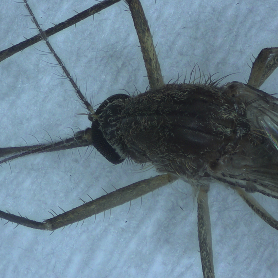 蚊子鞭毛 EDF - 体视 3X