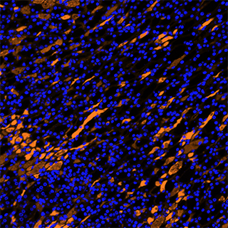 肾脏细胞荧光成像