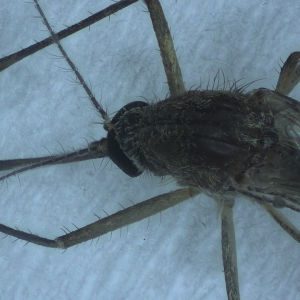 蚊虫鞭毛EDF - 体视3X